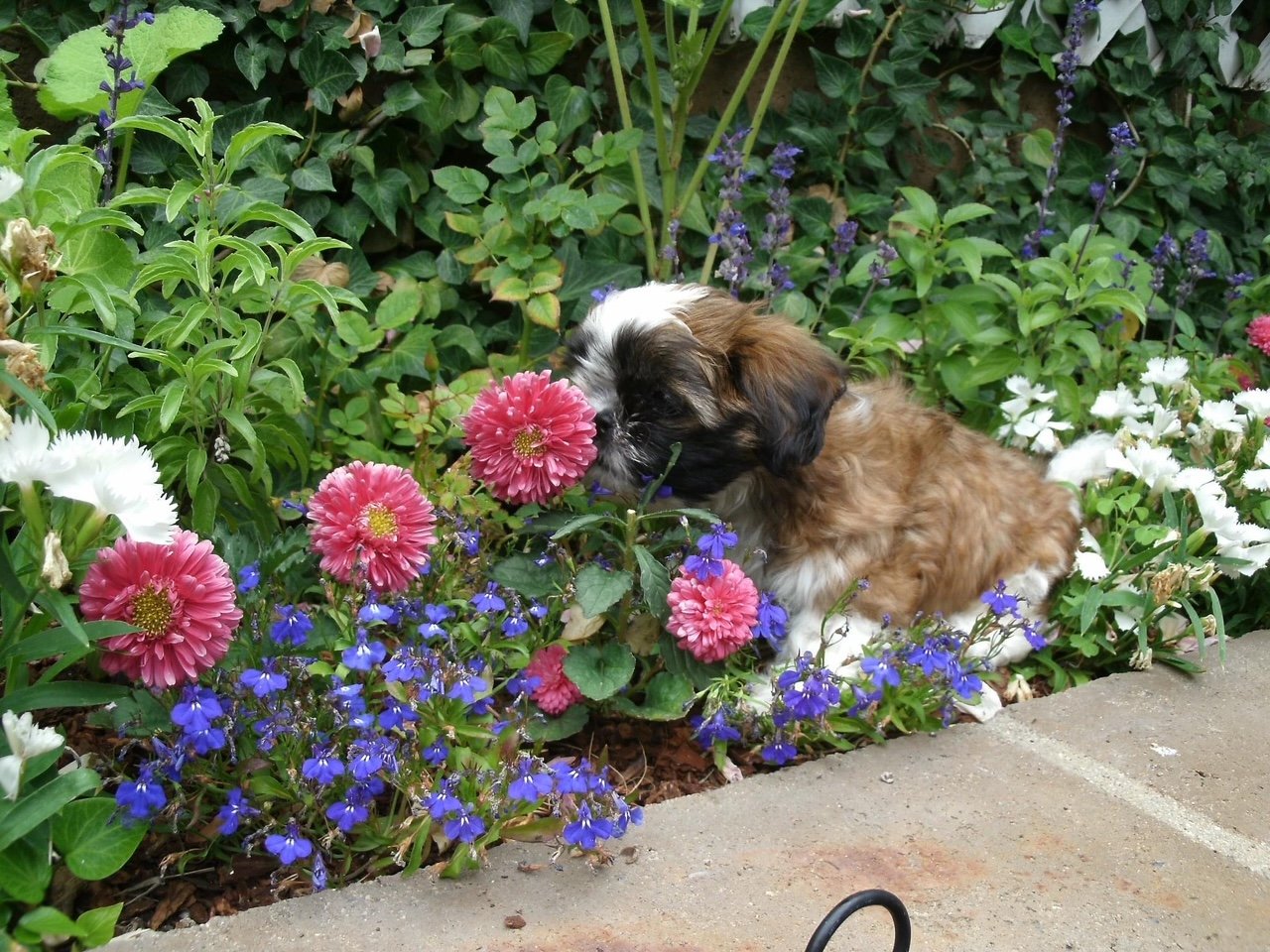 Carly the Shih Tzu puppy smelling flowers in Brea