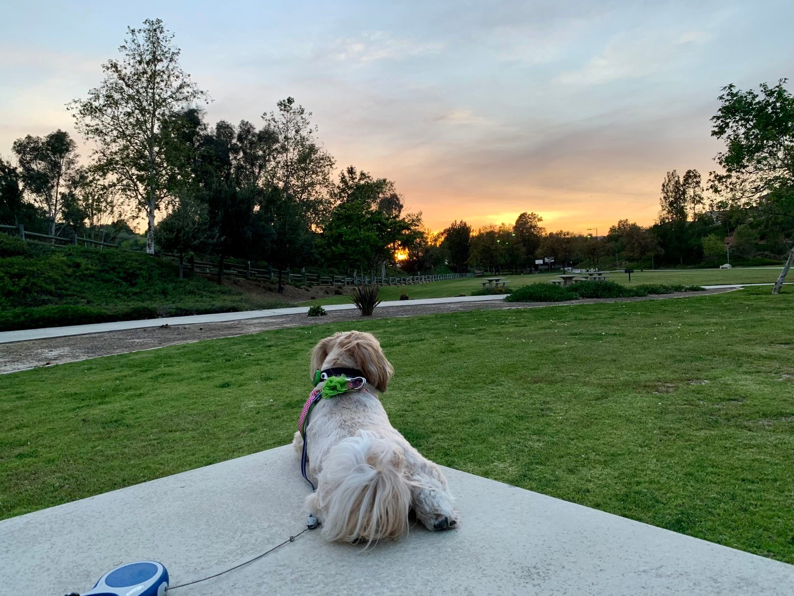 Dog walking in Brea — Carly at Olinda Ranch Park at sunset